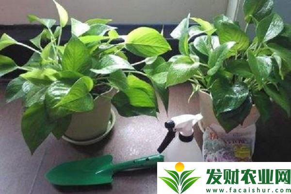 绿萝叶子发黄是什么原因？如何解决？
