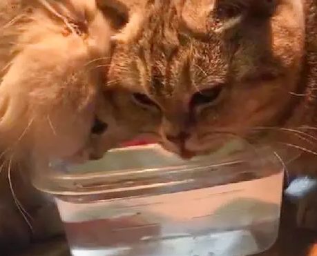 家里的两只猫不喝水，主人一招解决，鱼：我做错了什么
