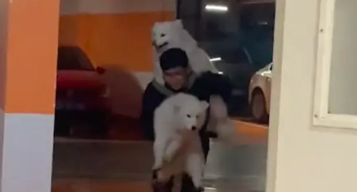为了不让两只萨摩耶弄脏，主人从车库硬生生扛到家，好像在偷狗啊