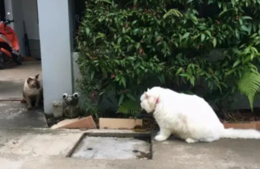 远看像只小绵羊，不料是只小猫咪，网友：猫咪的弹性真大
