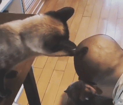 猫咪看着主人的光头，忍不住上手摸了一下：这手感不错