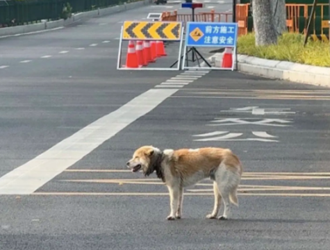 狗狗小时候走丢，脖子上的牵引绳未解开已勒进肉里