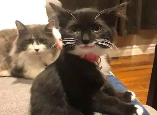 爱笑的猫运气不会太差，小流浪猫天生“笑脸”，成功被铲屎官收养