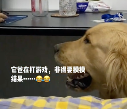 狗想让打游戏的主人摸它，结果被粗暴揉了头