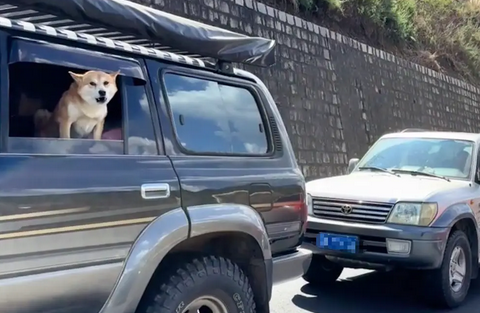 高速路上堵车，两只狗狗坐在车里隔空吵架，感觉吵得可难听了！