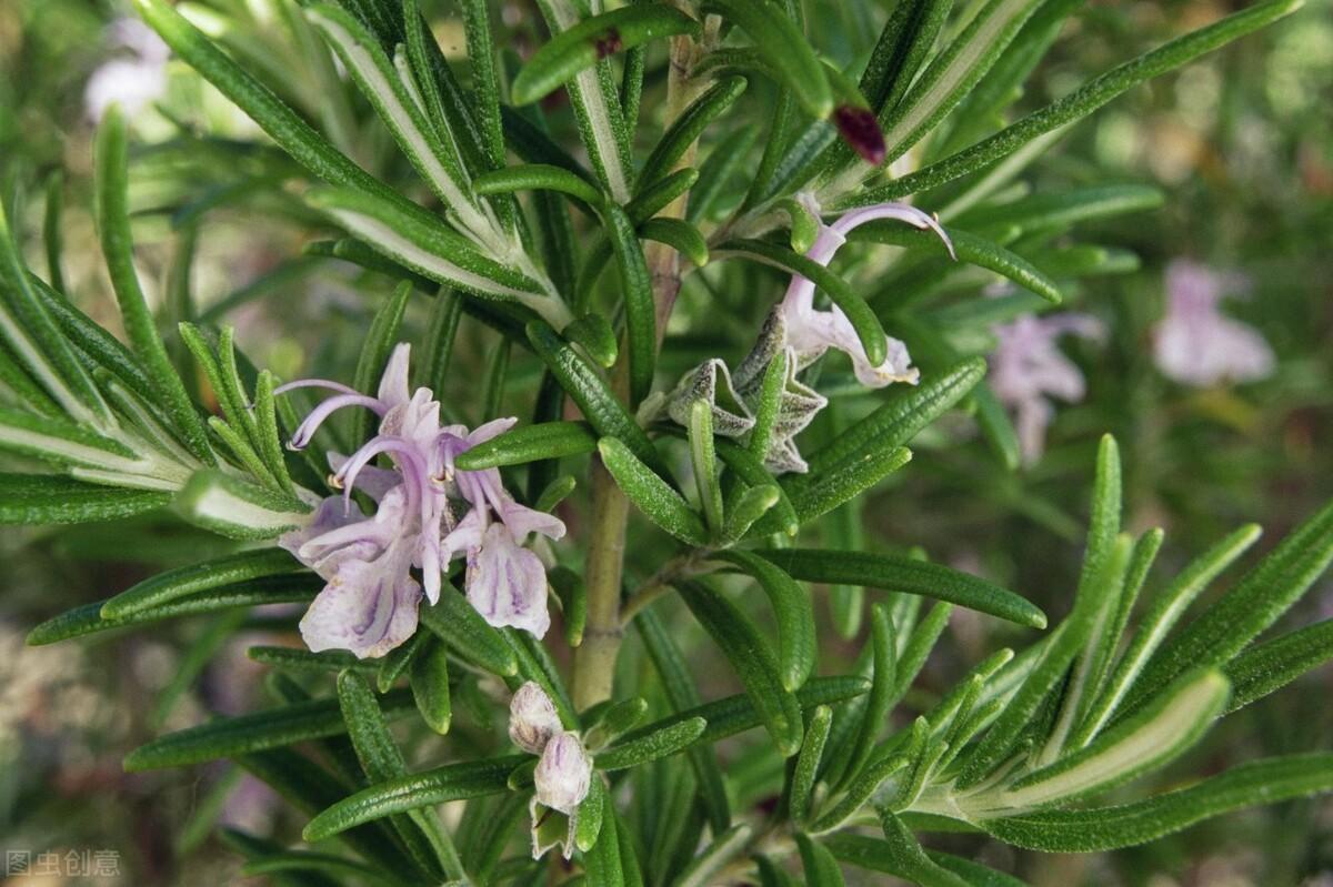 迷迭香是草本还是木本植物？从叶子到茎干属性介绍。