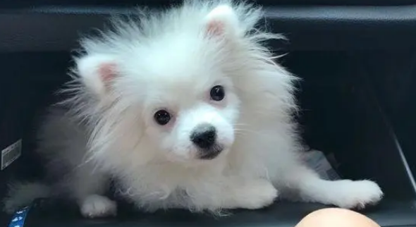 博美完美的实现逆袭，从一个“猴子”变成了“公主”