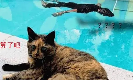 高冷猫看到主人“溺水”，皱着眉头很紧张