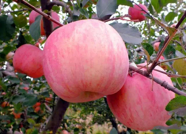 急救箱的功能是什么_可牛系统急救箱 官网_急救箱的使用程序及注意事项