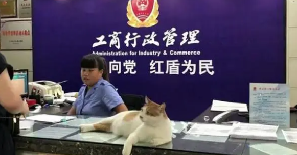 橘猫当上了“公务员”，业务能力出色，走上了猫生巅峰啊