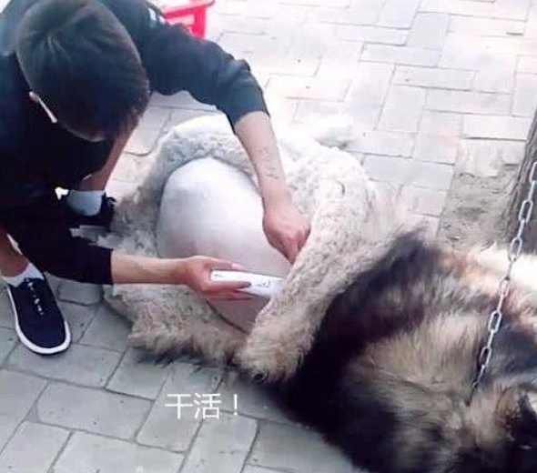 二哈睡正香，感觉后背一股凉意，回头一看瞬间清醒：我的毛呢？