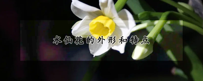 水仙花的外形和特点