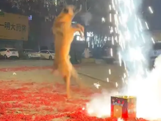 主人在放烟花的时候，狗狗跟着跳老高了！狗：等等，我还没上车呢