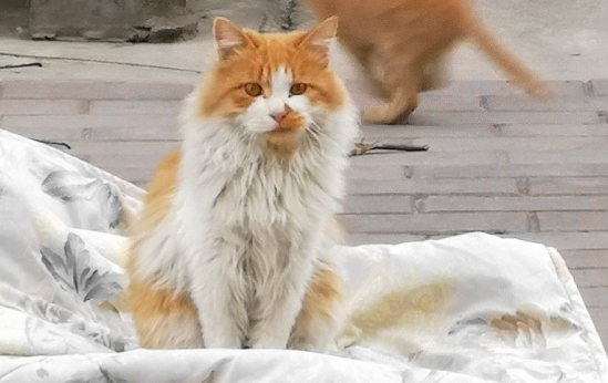 猫狗也能办签注！澳门居民可携带指定宠物便利往返琴澳