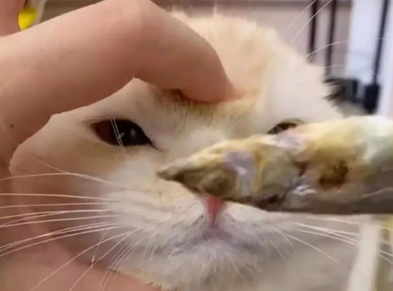 江苏一猫咪咬断鼠标，主人拿小鱼干诱惑不让吃，看到口水众人笑哭