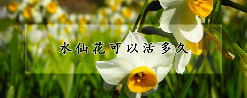 水仙花可以活多久