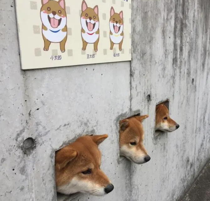 主人特地在墙上开三个洞，让柴犬卡在里面！“卡洞三柴”横空出世