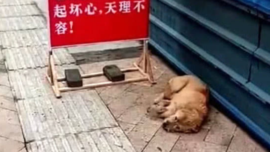 狗狗被丢弃在公园，却风雨无阻等待主人