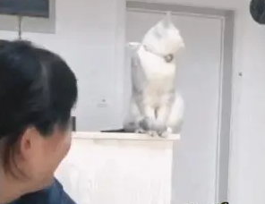 猫咪看到主人抱别的猫，气得转头看门：你再这样我就离家出走