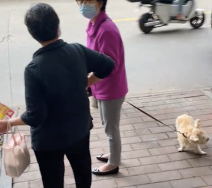 阿姨偶遇闺蜜在路边聊天，两只狗都等得不耐烦了