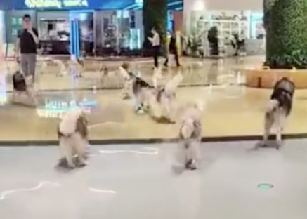 狗咖店里的一百只哈士奇出逃，整个商场变成二哈的海洋，太壮观了