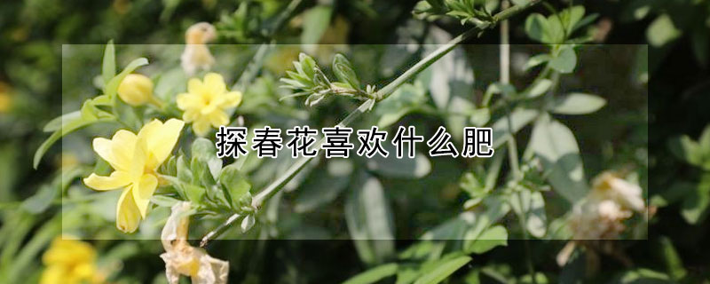 探春花喜欢什么肥