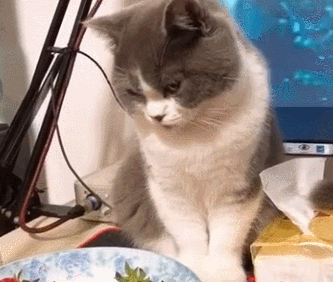 猫咪伸爪偷吃，被制止后还瞅了主人一眼：哼，真小气！