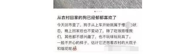眼神呆滞，过年没玩够，网友称宠物狗从农村回城后萎靡不振