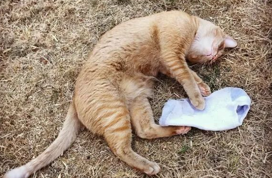 专门偷邻居鞋子的「可爱猫小偷」，让主人伤透了脑筋