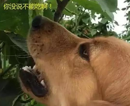将金毛寄养乡下，过几天老妈气冲冲来电：金毛还不如土狗，不养了