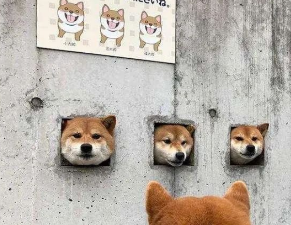 太搞笑！日本柯基主人在墙上打了3个狗洞，第二天竟成了景点！