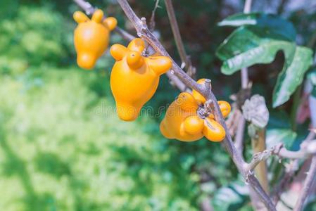 番茄花园u盘系统启动盘_番茄花园重装系统_番茄花园重制版