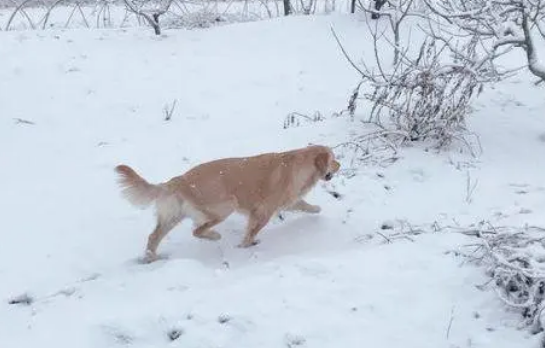 网友带金毛出去玩儿雪，金毛把网友给扑倒后它转身跑了！