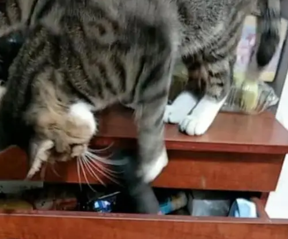 主人听到房里有声音，进去看到猫咪翻东西，猫：我藏的小鱼干呢？