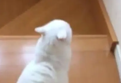 主人下楼梯不小心摔倒，猫咪从那以后都要走在前面，看着主人下楼