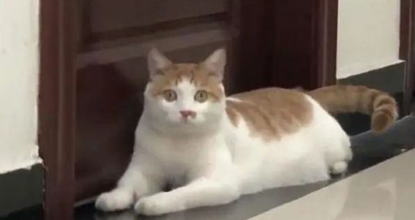 橘猫当上了“公务员”，业务能力出色，走上了猫生巅峰啊