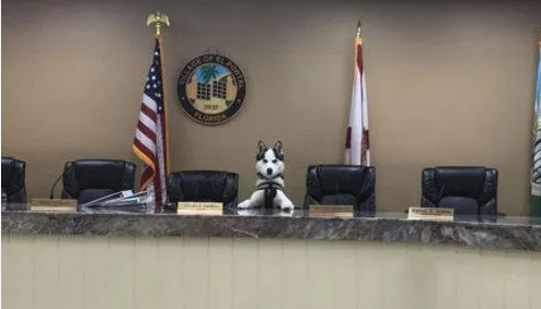 哈士奇竟然当上了警犬，这个警局也太大胆了吧