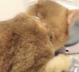 猫咪抱着平板上的鱼一顿啃，网友：小可怜，你是有多久没吃鱼了