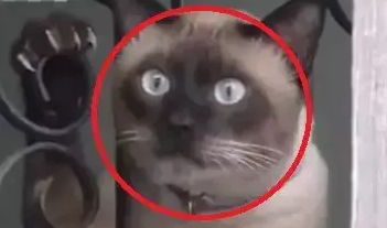 同伴嫌弃橘猫太胖，不料胖橘做出这个举动，瞬间打脸小伙伴
