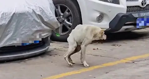 一只天生残疾的狗狗，在马路上乱跑流浪，但它竟然还是有主人的