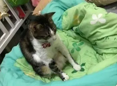 爷爷摸着猫咪的头叮嘱，猫咪嫌弃的翻白眼：到底说完没有