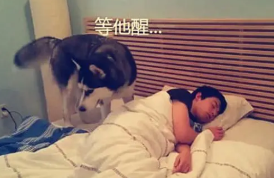让二哈去喊男友起床却半天没回，女子觉得奇怪，开门一看差点气晕