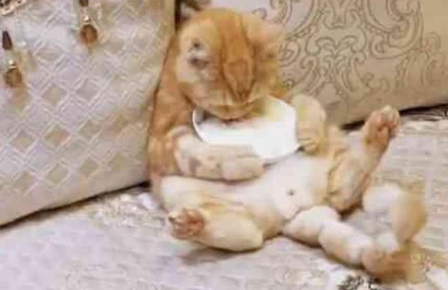 橘猫抱着小盘子坐在沙发上吃东西，太会享受了！