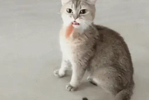 小猫偷吃肉被发现, 当场慌了神, 小表情让主人捧腹大笑! 