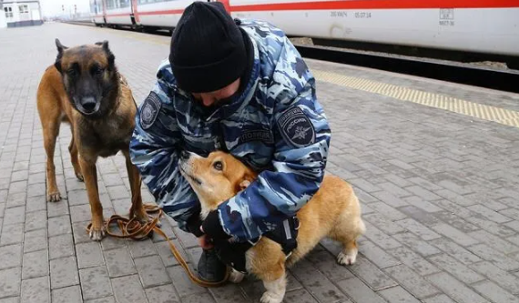 短腿柯基成警局传说级警犬，服役七年创下许多功绩，如今光荣退休！