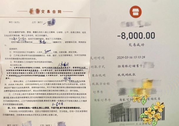 我花8000元，买到一只后院猫