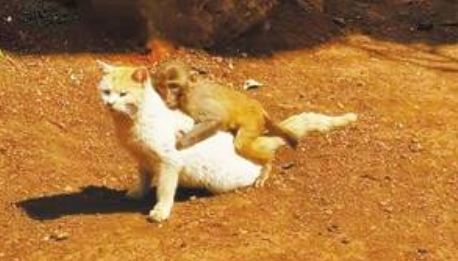 “猴子虐猫”事件暴露出园方对动物保护的蔑视