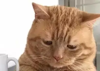 橘猫自带幽怨表情，主人恶搞猫咪做表情包