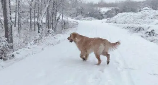 网友带金毛出去玩儿雪，金毛把网友给扑倒后它转身跑了！