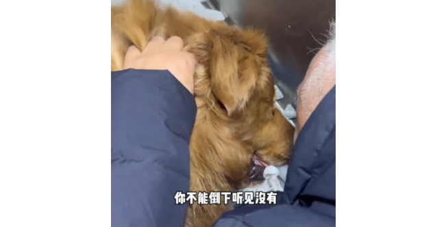 网红狗“金子”生病离世，主人把它的亲生弟弟接回家，看哭千万网友…
